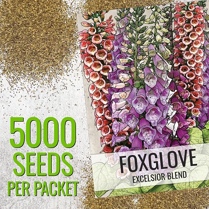 Seed Needs Foxglove Seeds for Planting Excelsior Mix Fox Glove - Heirloom & Open Pollinated Flowers to Plant an Outdoor Butterfly Garden with Colorful Wildflowers (1 Pack)