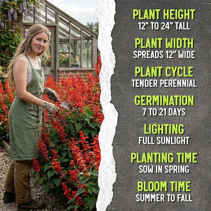 Seed Needs, Scarlet Red Sage Seeds - 800 Heirloom Seeds for Planting Salvia coccinea - Perennial Wildflower for an Outdoor Garden, Open Pollinated & Attracts Pollinators (5 Packs)