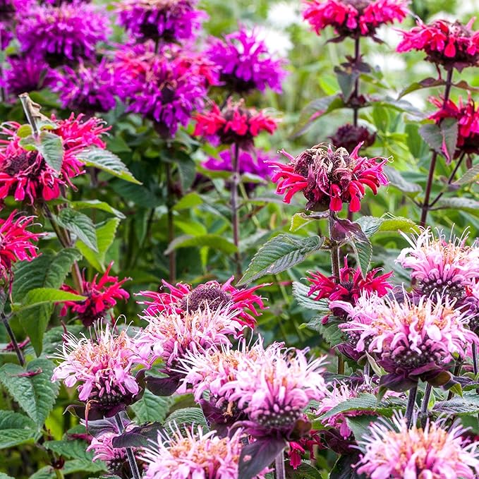 Seed Needs Panorama Mixed Bee Balm Seeds for Planting - Heirloom & Open Pollinated Perennial - Mixture of Colorful Flowers to Grow a Butterfly Garden (1 Pack)