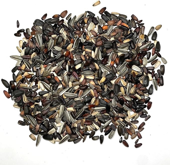 Seed Needs Sunflower Seeds to Plant Sunset Blend 7 Varieties Mix | 750+ Seeds Helianthus Annuus Heirloom Open Pollinated XL Packet | Multicolored Sun Flowers Garden Favorite