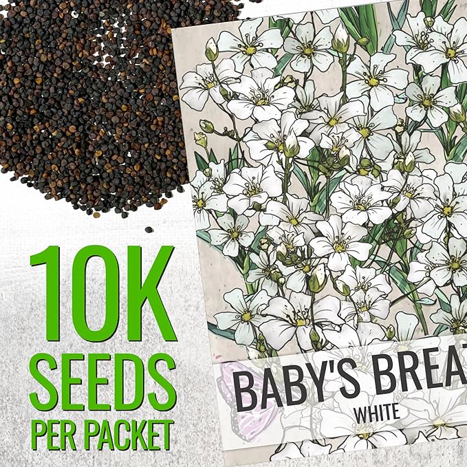 Seed Needs White Baby's Breath Seeds for Planting - Heirloom & Open Pollinated Annual Flowers - Perfect for a Butterfly Garden, Bouquets & Floral Arrangements (XL Packs)