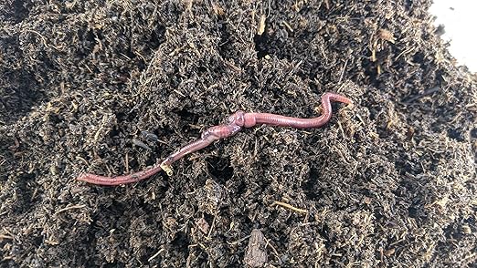 BROTHERS WORM FARM - 1/2 LB (~500) Red Wiggler Compost Worm Blend. Live Worms for Composting and Creating Worm Castings at Home. Ideal for Worm Composters, Gardens, and Worm Bins.