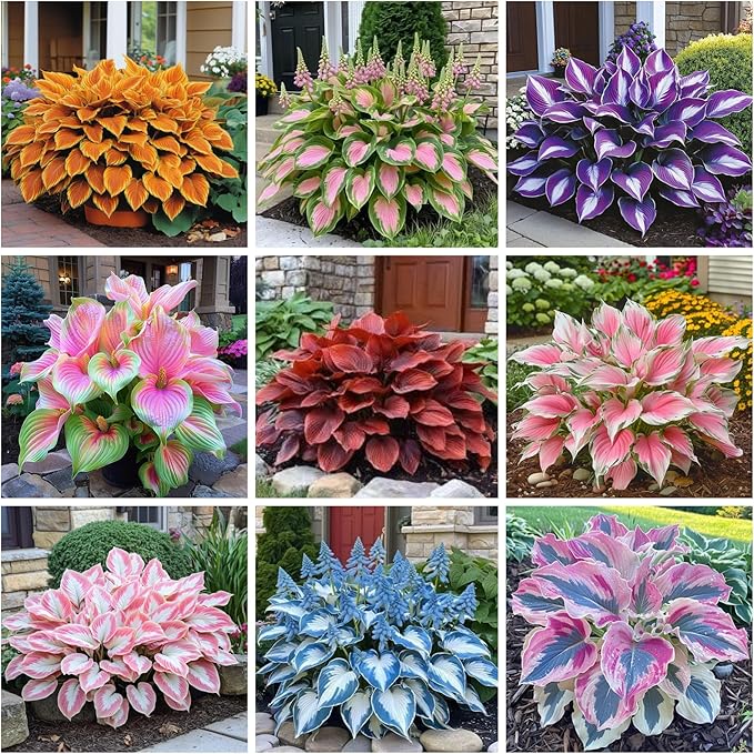 330+ Hosta Seeds for Planting - Perennial Hosta Seeds Outdoor Garden Attract Pollinators Perennial Bonsai Decoration