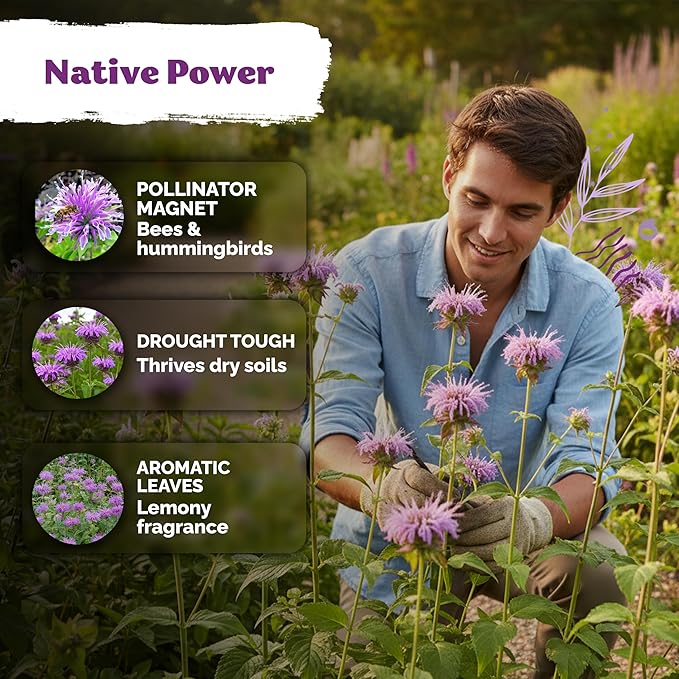 KVITER 1,000 Wild Bergamot Seeds for Planting (Monarda fistulosa) – Bee Balm Native Wildflower, Pollinator Magnet, Organic & Non GMO – Perennial Flower Seeds to Plant Outside in Flower/Herb Garden