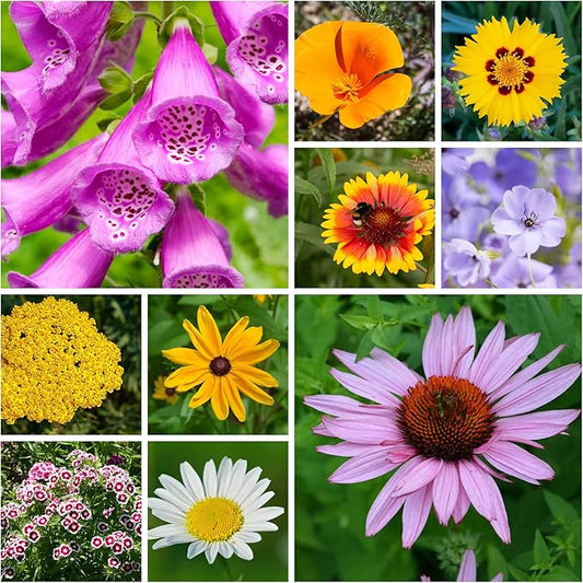 All Annual Wildflower Seeds Mix – 1 lb, 16,000+ Seeds – 21 Flower Varieties Including Poppy, Indian Blanket, Flax – Attracts Pollinators – Bulk Wildflower Seed for Planting