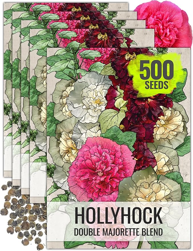 Seed Needs, Double Majorette Hollyhock Seeds - 100 Heirloom Seeds for Planting Alcea rosea - Mixed Biennial Flower that Attracts Pollinators to The Garden (5 Packs)