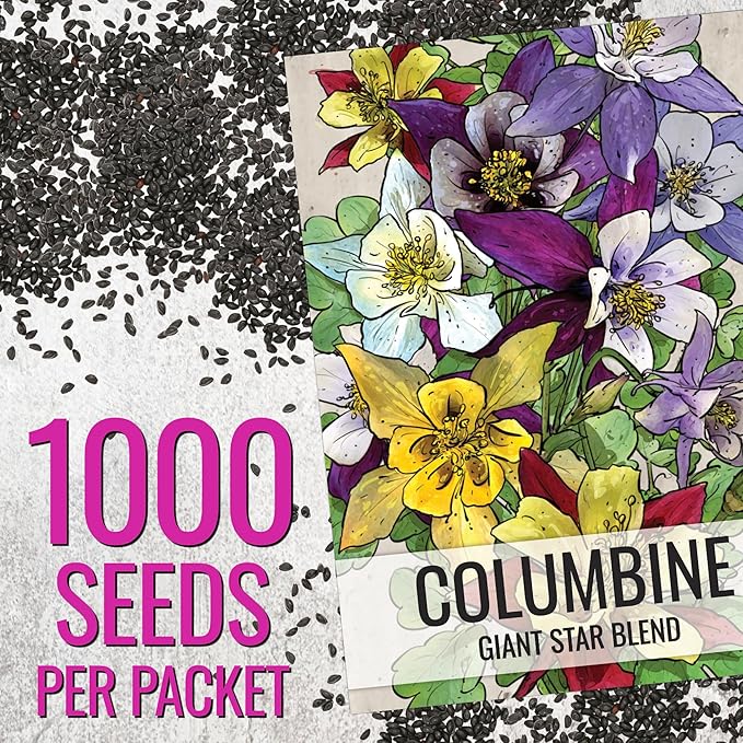 Seed Needs Giant Star Columbine Seeds for Planting Mckana's Mixture - Heirloom & Open Pollinated Colorful Flowers That Attract Pollinators/Butterflies (1 Pack)