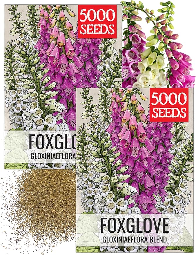 Seed Needs Gloxiniaeflora Foxglove Seeds for Planting Mixed Fox Gloves - Heirloom & Open Pollinated Flowers to Plant an Outdoor Butterfly Garden with Colorful Wildflowers (2 Packs)