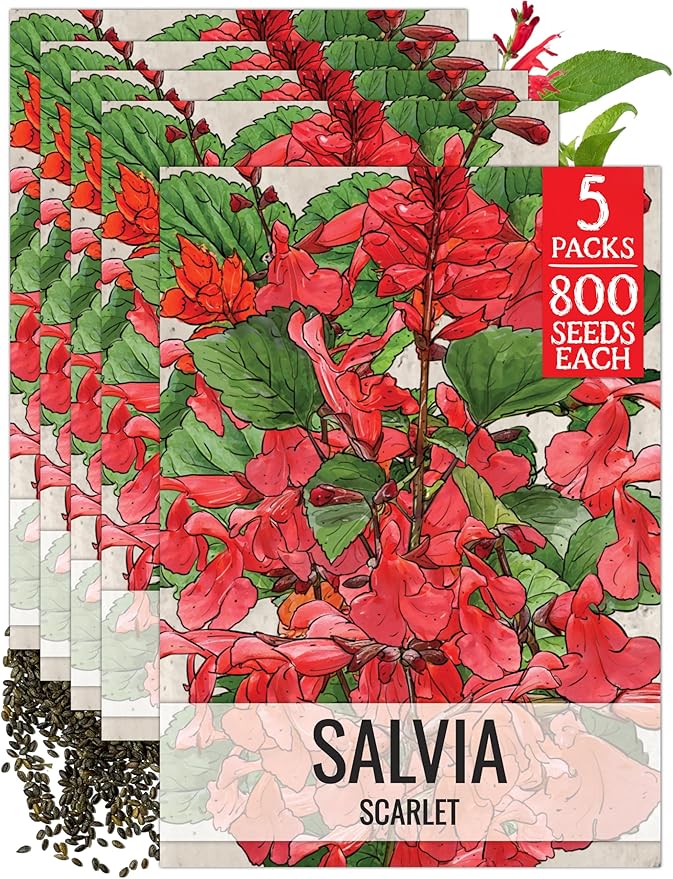 Seed Needs, Scarlet Red Sage Seeds - 800 Heirloom Seeds for Planting Salvia coccinea - Perennial Wildflower for an Outdoor Garden, Open Pollinated & Attracts Pollinators (5 Packs)