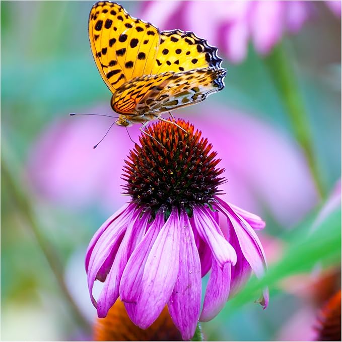 Seed Needs Texas Oklahoma Region Wildflower Seeds | 2 Ounce 30,000+ Seeds 22 Annual Perennial Species Open Pollinated | Bulk Mixed Flowering Seed Mixed Color Blooms Regional Variety