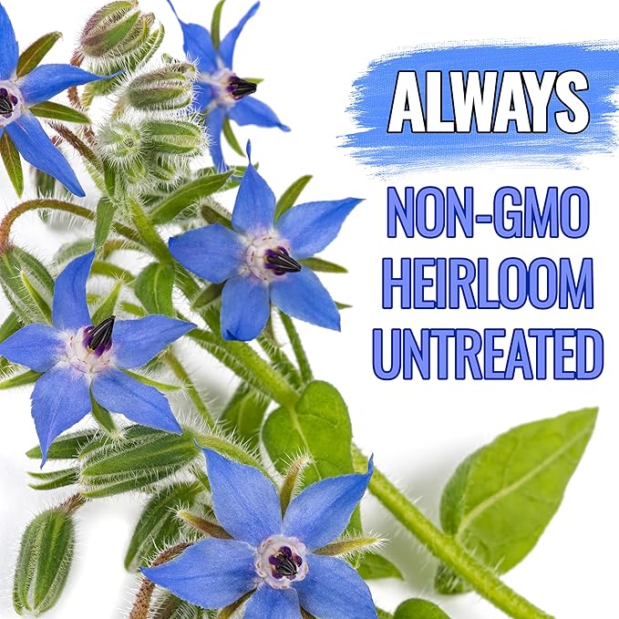 Seed Needs Borage Seeds for Planting Blue Star Flowers - Heirloom Non-GMO & Untreated - Plant a Home Grown Flowering Herb Garden Attract Bees, Butterflies & Other Pollinators (1 Pack)