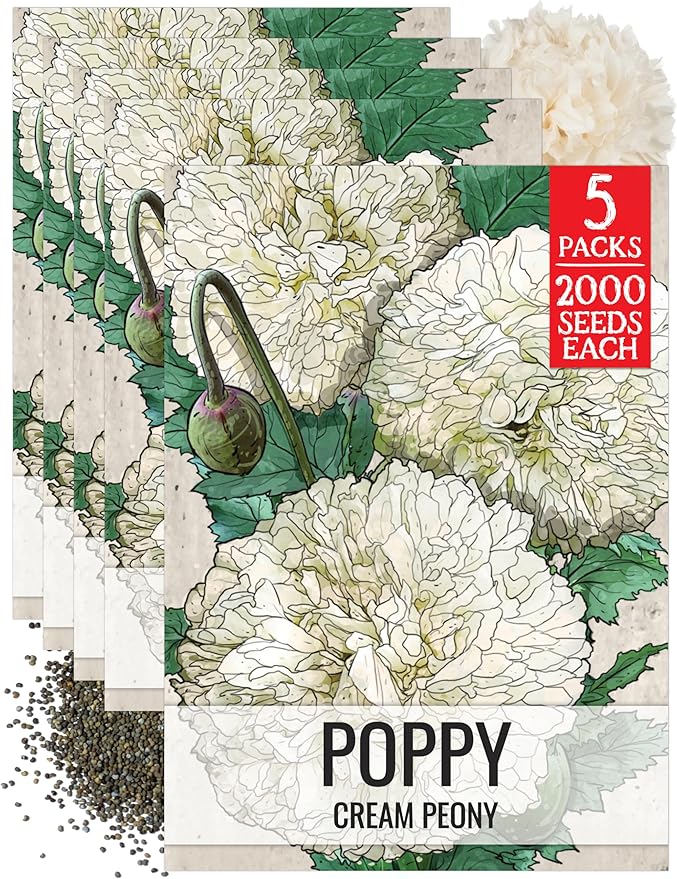 Seed Needs Cream Peony Poppy Seeds for Planting Poppies - Heirloom & Open Pollinated Soft White Flowers to Attract Butterflies & Pollinators to a Butterfly Garden (5 Packs)