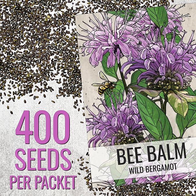 Seed Needs Bee Balm Seeds for Planting Wild Bergamot - Heirloom & Open Pollinated Perennial Flowers to Grow a Butterfly Garden to Attract Bees, Butterflies & Other Pollinators (1 Pack)