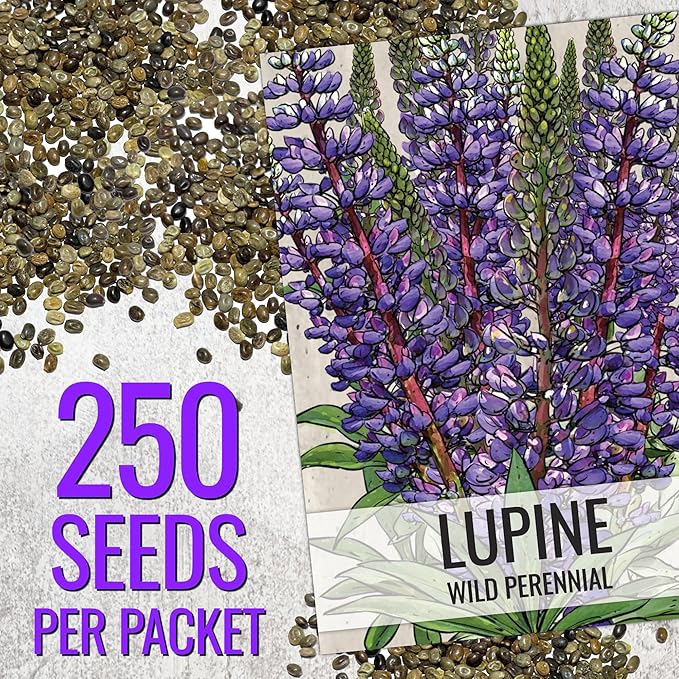 Seed Needs Wild Perennial Lupine Seeds for Planting Heirloom & Open Pollinated Flowers - Attractive Flowers Perfect for a Butterfly Garden to Attract Pollinators (1 Pack)
