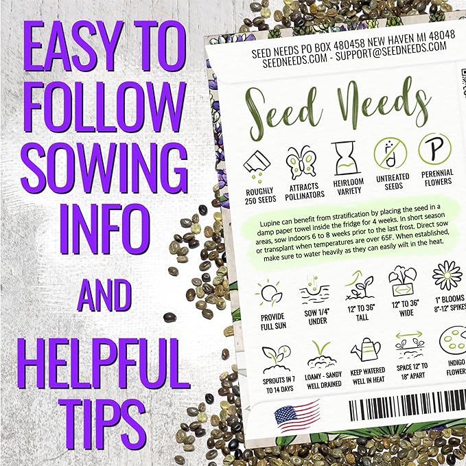 Seed Needs Wild Perennial Lupine Seeds for Planting Heirloom & Open Pollinated Flowers - Attractive Flowers Perfect for a Butterfly Garden to Attract Pollinators (1 Pack)