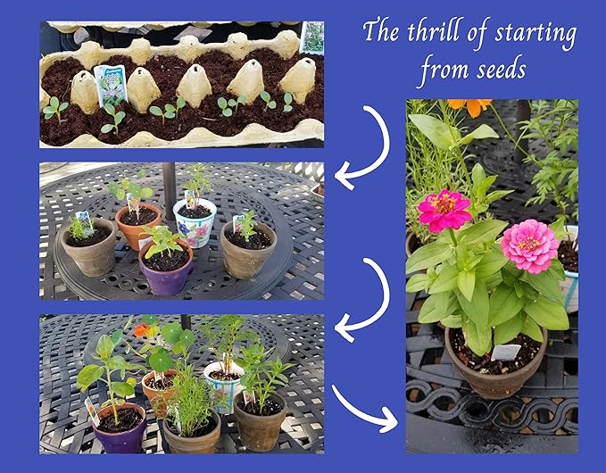 Butterfly Garden Flower Seed Starter Kit- Grow 6 Types of Wildflower Seeds Sized for Flower Pots- Nasturtium, Zinnia, Cosmos, Dwarf Sunflower, Baby Snapdragon and Candytuft