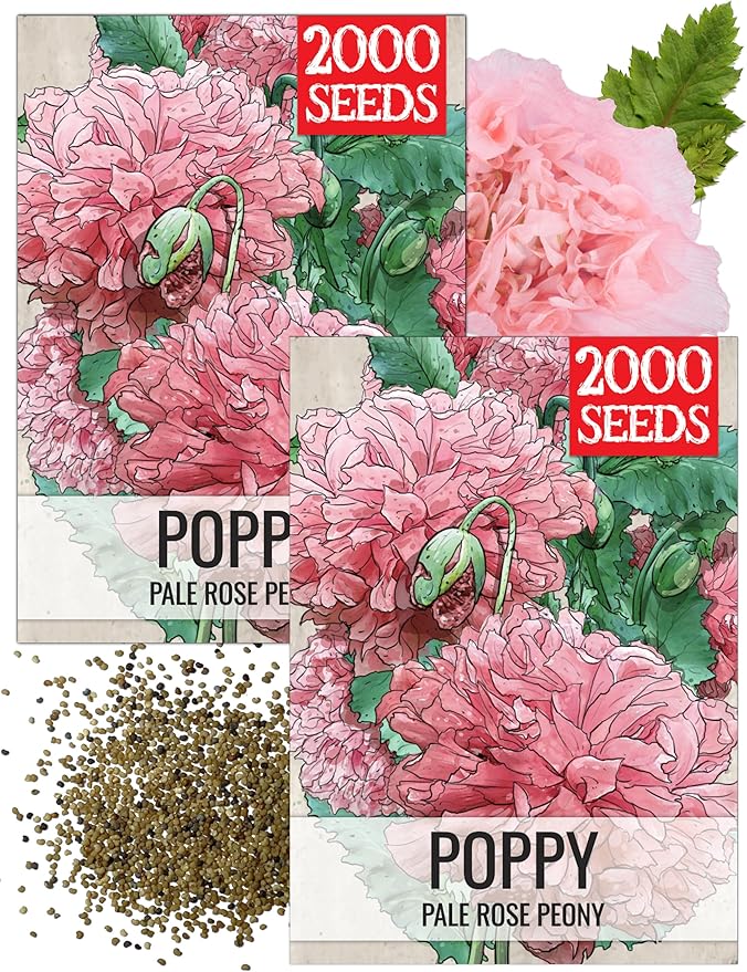 Seed Needs Pale Rose Peony Poppy Seeds for Planting - Heirloom & Open Pollinated Annual Flowers - Pink Ruffled Blooms to Attract Butterflies to the Garden (2 Packs)