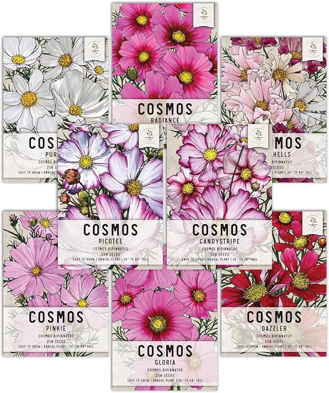 Seed Needs Cosmos Seeds for Planting a Collection of Cosmo Wildflowers - Heirloom & Open Pollinated Flower Seed to Plant Pink, White, Purple, Red & Bi-Colored Blooms for a Butterfly Garden
