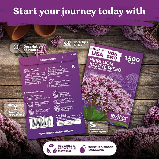 KVITER 1500 Joe Pye Weed Seeds (Eupatorium Maculatum) - Spotted Joe Pye Weed, Pink, Aromatic Wildflower, Butterfly Magnet - Perennial Flower Seeds in Seed Packets for Outdoor Flower Gardens