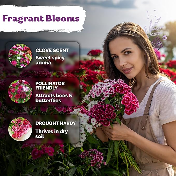 KVITER 5000 Mix Sweet William Seeds for Planting (Dianthus barbatus) – Organic & Heirloom Seed, Clove-Scented Blooms, Drought Tolerant – Perennial Flower Seeds to Plant Outside & Inside