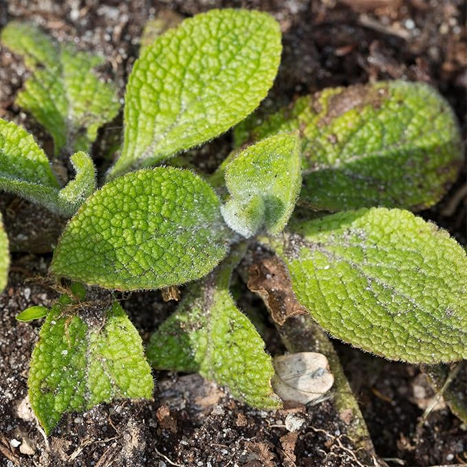Seed Needs Foxglove Seeds for Planting Excelsior Mix Fox Glove - Heirloom & Open Pollinated Flowers to Plant an Outdoor Butterfly Garden with Colorful Wildflowers (1 Pack)