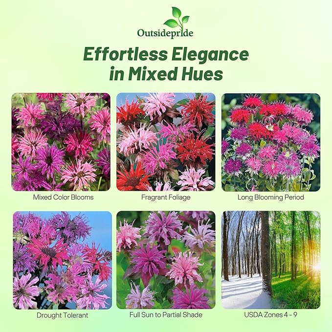 Outsidepride Bee Balm Mix Seeds - 500 Pcs Perennial, Easy to Grow & Pollinator Friendly Monarda Didyma Flower Seeds for Planting Mint Scented Leaves & Edible Blooms, Ideal for Teas & Potpourri