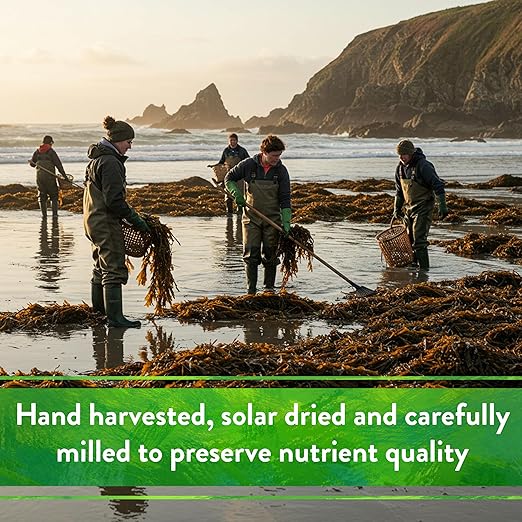 Down To Earth All Natural Fertilizers Organic Kelp Meal - Plant Food with Seaweed (Ascophyllum nodosum), Potassium and Trace Minerals 1-0.1-2, 0.5 lb