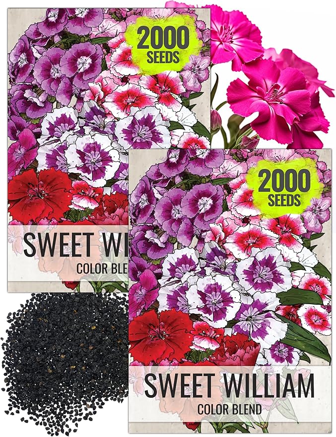 Seed Needs Sweet William Seeds for Planting Dianthus Flowers - Heirloom & Open Pollinated Annual Wildflower Seed Mix to Attract Butterflies, Bees & Other Pollinators to a Butterfly Garden (2 Packs)
