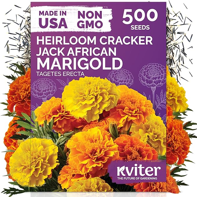 KVITER 500 Cracker Jack Marigold Seeds (Tagetes Erecta) - African Marigold, Giant Bloom, Non GMO Heirloom Seed - Annual Flower Seeds in Seed Packets, Ideal for Outdoor Garden, Patios and Borders