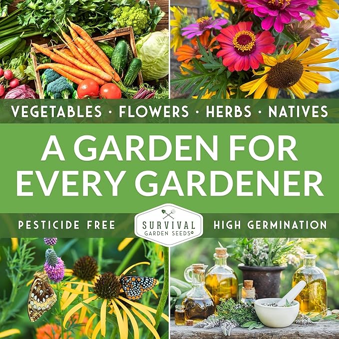 Survival Garden Seeds - New England Aster Seeds for Planting | Native Purple Perennial Wildflower | Butterfly Magnet | 1 Pack