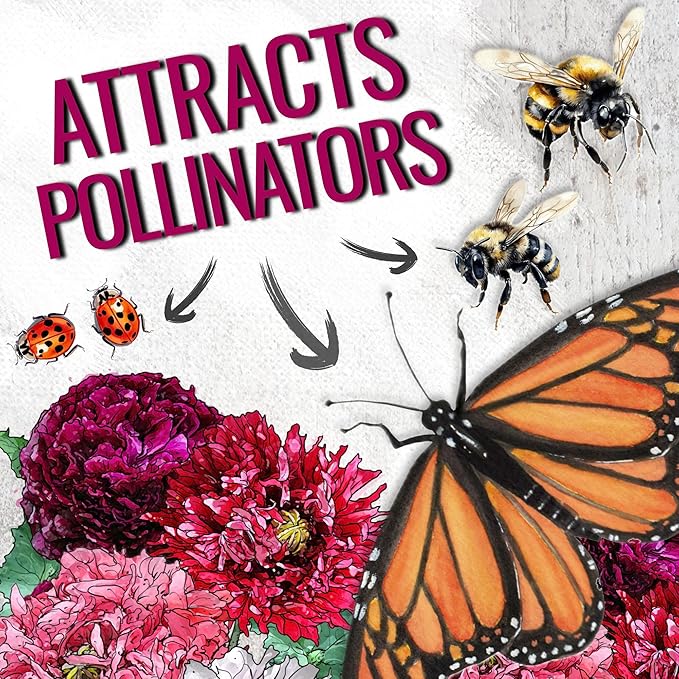 Seed Needs Mixed Peony Poppy Seeds for Planting - Heirloom & Open Pollinated - Colorful Mixture to Plant an Outdoor Butterfly Garden, Attracts Pollinators (5 Packs)