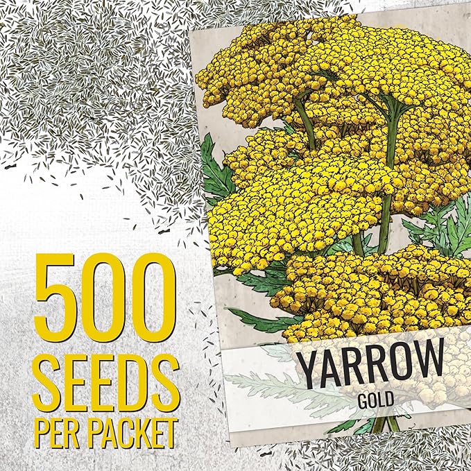 Seed Needs Gold Yarrow Seeds for Planting Yellow Achillea filipendulina - Heirloom & Open Pollinated Perennial Flowers to Attract Monarch Butterflies to a Butterfly Garden (1 Pack)