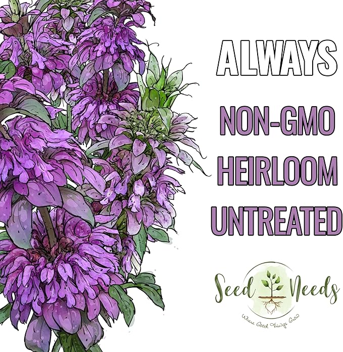Seed Needs Lemon Mint Seeds for Planting Monarda citriodora Herbs - Grow a Non-GMO Heirloom & Untreated Medicinal Herb Garden Indoors or Outdoors - Popular in Herbal Tea (2 Packs)