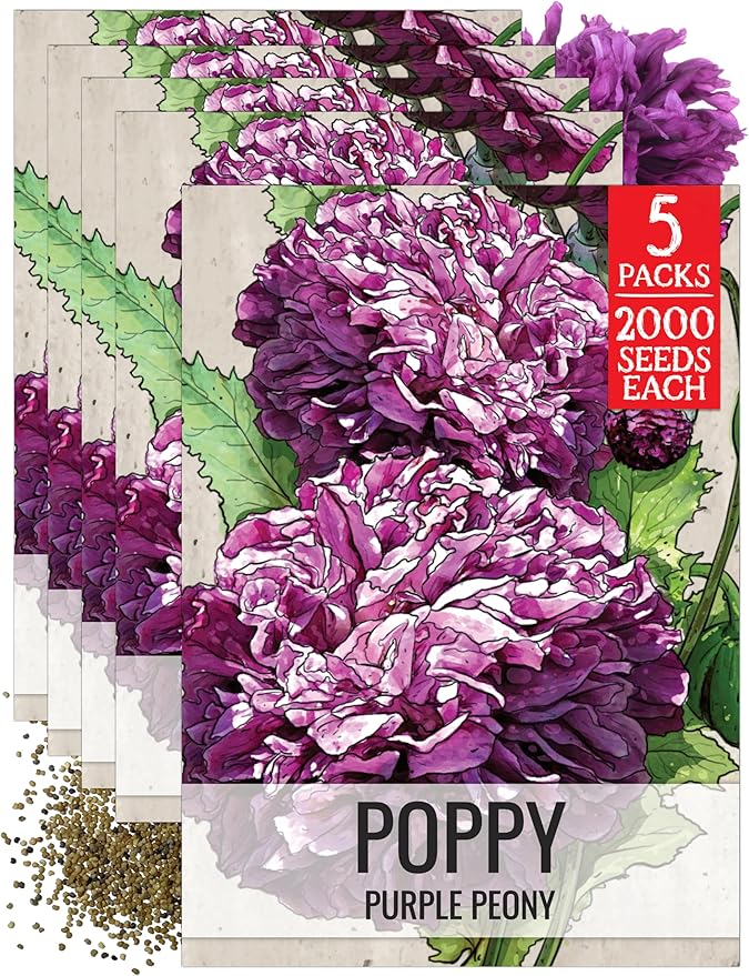 Seed Needs Purple Peony Poppy Seeds for Planting Poppies - Heirloom & Open Pollinated Violet Flowers to Attract Butterflies & Pollinators to a Butterfly Garden (5 Packs)
