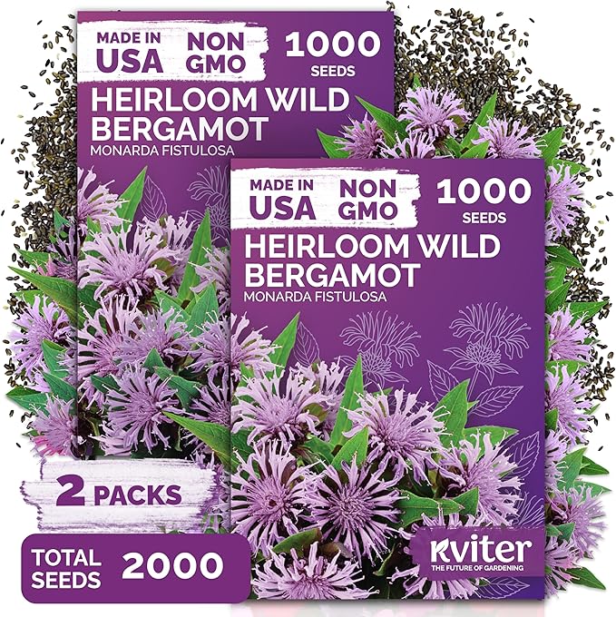 KVITER 2,000 Wild Bergamot Seeds for Planting (Monarda fistulosa), 2 Pack – Bee Balm Native Wildflower, Pollinator Magnet, Organic & Non GMO – Flower Seeds to Plant Outside in Flower/Herb Garden