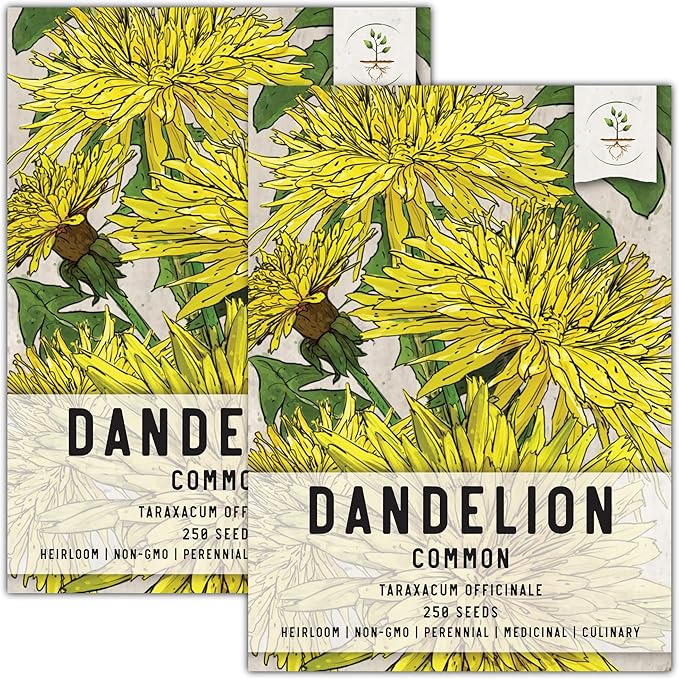 Seed Needs Dandelion Seeds for Planting Traxacum officinale - Non-GMO Heirloom & Untreated Garden Seed to Plant Dandelions for Herbal Uses & Edible Salads (2 Packs (1,000 Seeds))
