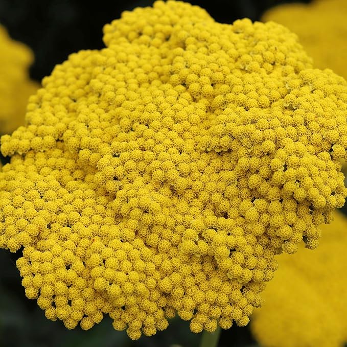 Seed Needs Gold Yarrow Seeds for Planting Yellow Achillea filipendulina - Heirloom & Open Pollinated Perennial Flowers to Attract Monarch Butterflies to a Butterfly Garden (1 Pack)