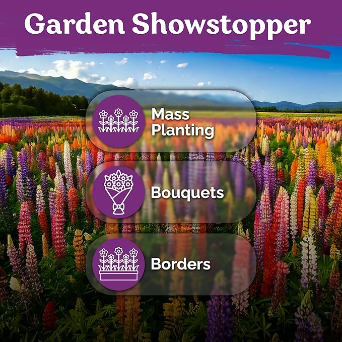 KVITER 250 Mix Russell Lupine Seeds Perennial (Lupinus polyphyllus) - Heirloom & Non GMO Lupine Seed Packets, Pollinator Friendly Wildflowers Mix - Flower Seeds for Planting in Garden, Beds & Meadows