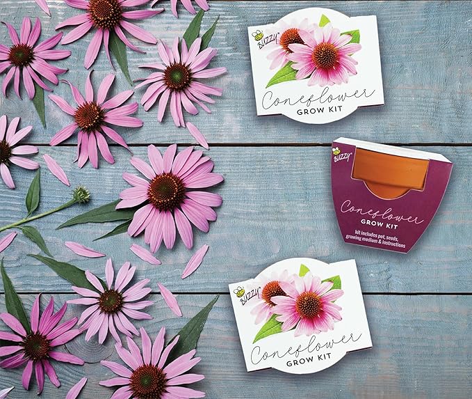 BUZZY Seeds Coneflower Mini Grow Pots 12-Pack – Terracotta Flower Starter Kit, DIY Gardening Project, Indoor-Outdoor Plant Gift
