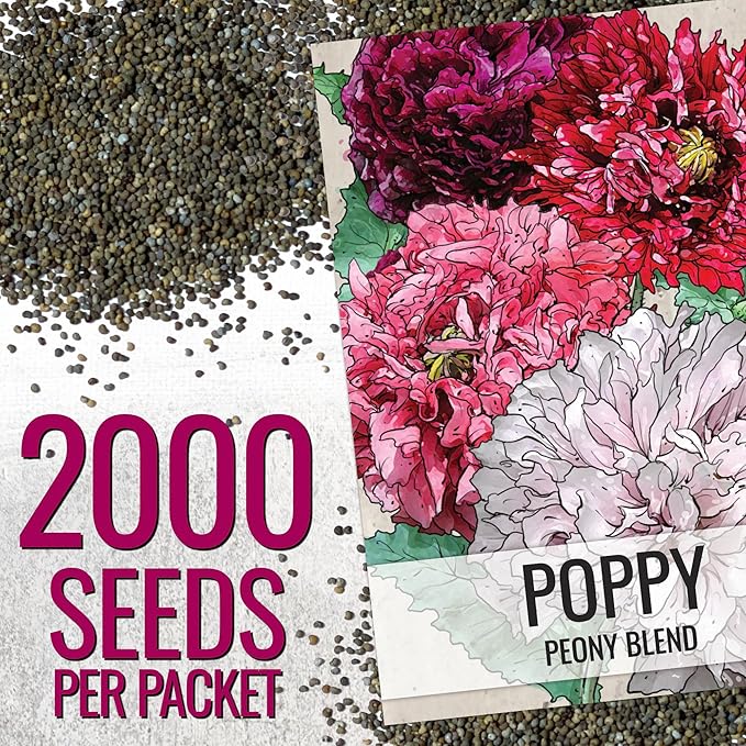 Seed Needs Mixed Peony Poppy Seeds for Planting - Heirloom & Open Pollinated - Colorful Mixture to Plant an Outdoor Butterfly Garden, Attracts Pollinators (2 Packs)