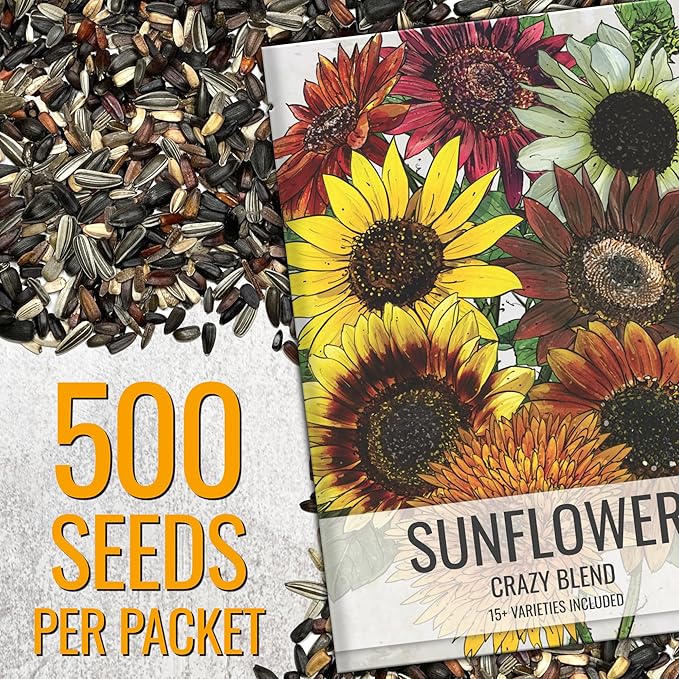 Seed Needs Sunflower Seeds to Plant The Original Crazy Blend | 500+ Heirloom Seeds 15+ Varieties Open Pollinated & Untreated | XL Packet Multicolored Blooms Flower Seed