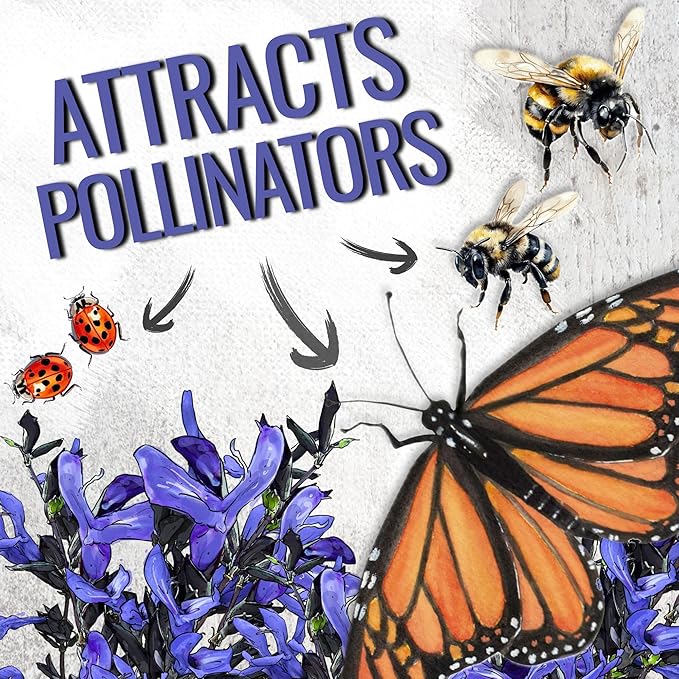 Seed Needs Sapphire Blue Sage Seeds for Planting - Heirloom & Open Pollinated Salvia - Grow a Butterfly Garden with Perennial Flowering Plants (10 Packs)