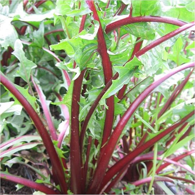 Seed Needs Garnet Stem Dandelion Seeds for Planting - Non-GMO, Heirloom & Untreated Edible Herbs - Grow Your own Food for Tortoises, Rabbits & Bearded Dragons (1 Pack)