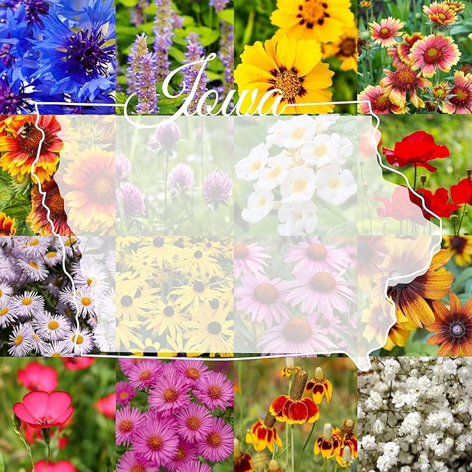Iowa Bulk Perennial Wildflower Seed Mix 1lb Covers 2,000sq-ft - Attract Pollinators, Multi-Color Blooms - Midwest US Species Plant in Spring/Fall - Earth-Friendly Packaging (1/4 Pound)