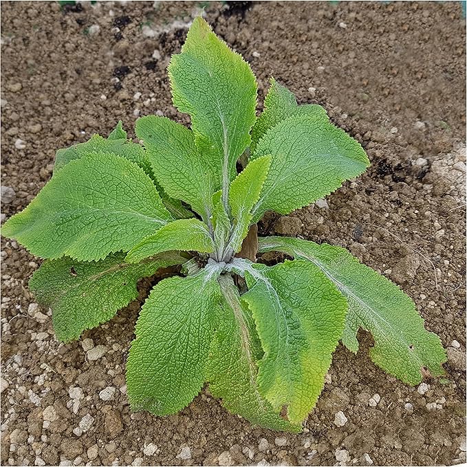 Seed Needs Gloxiniaeflora Foxglove Seeds for Planting Mixed Fox Gloves - Heirloom & Open Pollinated Flowers to Plant an Outdoor Butterfly Garden with Colorful Wildflowers (2 Packs)